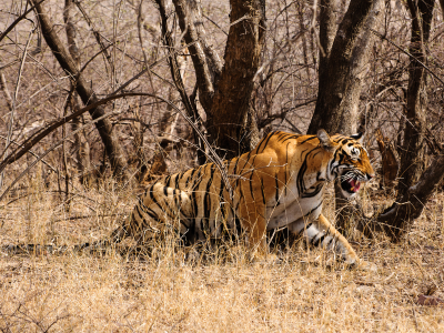 Ranthambore National Park